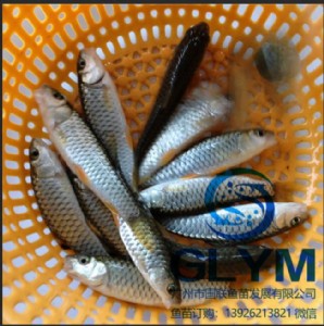 �~���~�N,�~�����܊�~��N��Ӿ��~��