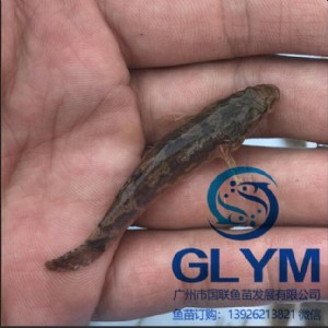 �~����N�S���~��