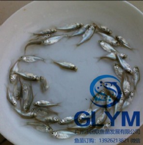 �~���Bֳ����~�N��