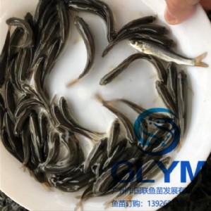 �~�����N���V�݇�(gu��)(li��n)�~�硿�y�L�~��N��