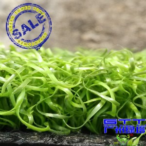 �����ƺ�����˹��ٲ�Ƥ�����ƺ ���e���^�ݸߠ����ƺ