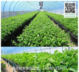 �������ľ��ֳ���l(f��)�r�񣭹���(chu��ng)������Nֲ����