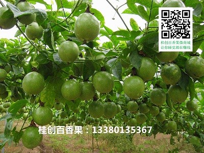 �Ϸʰ���������У��Ϸʰ�������l�r���N�ۣ��V��Խ�ϰ�����a��