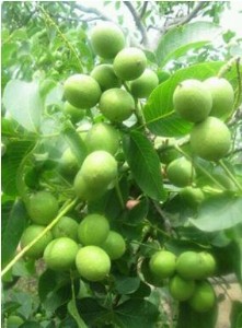 �ں���̖(h��o)��Ƥ�����籣�ɻ��ʣ���ӆ��ͬ