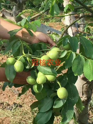 �ں�һ̖������r��