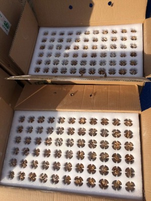 ���ҷN�����l ���ҷN�Ӄr��