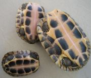 ����2��-1.5���ϱ��Nʯ���X������