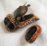 �������X������