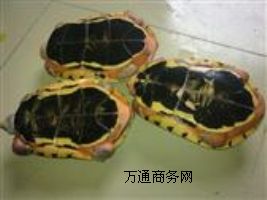 ����(y��ng)���X������