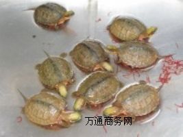 ����(y��ng)���X������