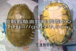 ����(y��ng)��ɫ�S����