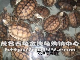 ����(y��ng)��ʯ��