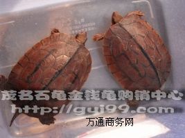 ����(y��ng)ʯ���X����Ұ���N��