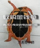 ���l(f��)������ʯ���X������