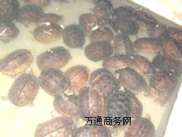 ����(y��ng)Խ�ϷNʯ���X���N��