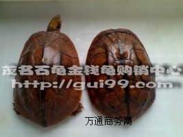 ����(y��ng)Խ�ϷNʯ���X(qi��n)�������N(�����^)����