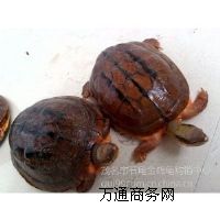 ����(y��ng)���X�����B(y��ng)ĸ��