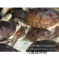 ����(y��ng)���Nʯ���X(qi��n)��(���^��)