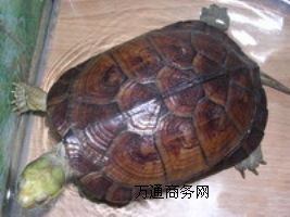 ����ɽ���M���{�~�����S�����������A����