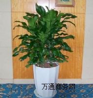 �Gɫֲ�����,��h�Gɫֲ�����