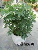 ��hֲ�����U,�P(gu��n)ɽֲ�����U