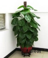 ��hֲ�����U,��hֲ�����U��˾