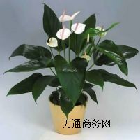 ��hֲ����[,�h��ֲ����[