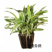 ��hֲ����[,��hֲ����[�OӋ