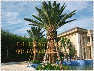 人造海棗樹 戶外仿真海棗樹 高仿真海棗樹