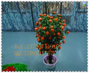 �S�����aֱ�N�������Ә� ��Ʒ����ֲ���؃r