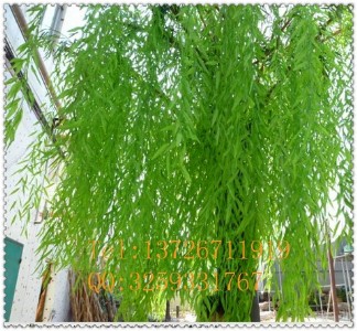 �����������S�� �c�����^���ͷ���ֲ�ﶨ��