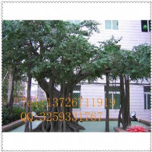 ���Ʒ����Ř�  �����Ř� ���Ř������