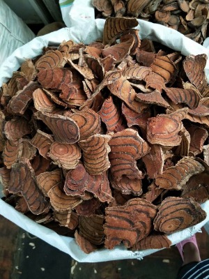 �uѪ���Ă����ҿ����M��