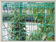 �pȦ�o�ھW�������o�ھW�����|�o�ھW(�D)