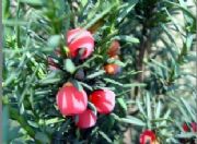 ������ȡ��