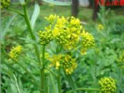 ���{����ȡ��