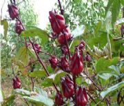 ��޼�J��98%