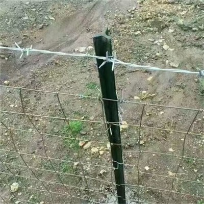 �ӱ��F�z���K�S�����ز��P䓽z���K���_�F�z���K