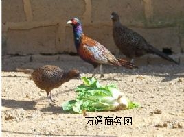 �߲�ɽ�u���r