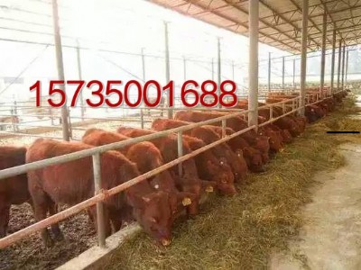 ɽ���t����ţ�B(y��ng)ֳ��(ch��ng)