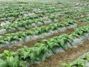 �H����(y��u)�|(zh��)���طN��Ĥ���S��ֱ�N�����ʝɵ�Ĥ