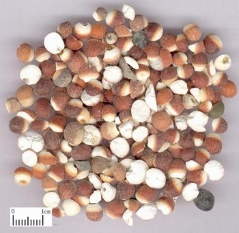 �͌���ȡ��