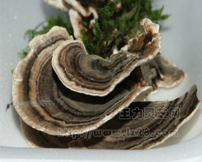 �`֥��ȡ�����`֥���ǣ��`֥�w��