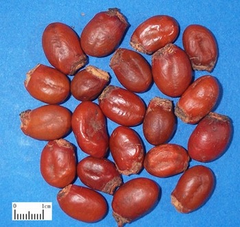 ��֦����ȡ���֦�˝�s�w������֦�˝�s��