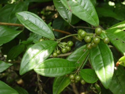 ��������ɰ�����ië�ݣ��i�ײݣ������ߣ����S