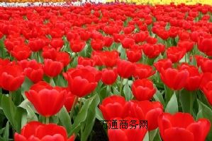 ����(y��ng)�o�������r��죬õ�廨���r��죬�����O(sh��)��S�޹���