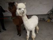 ���u���������Xһֻ