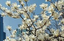 ��ɽ���m���㾫�r��