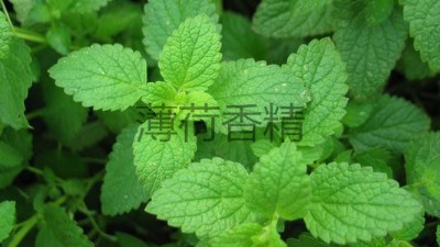 ����ϴ�oƷ�㾫