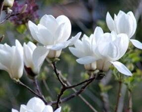 ���m����Ĥ�㾫